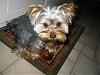 Does your Yorkie have a YT twin?-stedman-2.jpeg