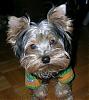 Does your Yorkie have a YT twin?-tetley-jan-2007-100-small.jpg