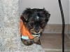 Pixie and Caddo, The Road to Happiness...-newbabycaddo0203.jpg