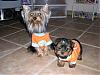 Pixie and Caddo, The Road to Happiness...-newbabycaddo0198.jpg