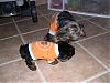 Pixie and Caddo, The Road to Happiness...-newbabycaddo0209.jpg