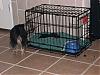 Pixie and Caddo, The Road to Happiness...-newbabycaddo0218.jpg
