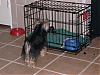Pixie and Caddo, The Road to Happiness...-newbabycaddo0219.jpg