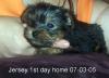 My Yorkie is finally home-jersey-1st-pic.jpg