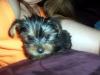 My Yorkie is finally home-jersey2.jpg