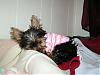 Macey and Jersey's First Bath!!!-macey021107-003.jpg