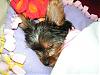 Macey and Jersey's First Bath!!!-macey021107-007.jpg