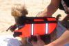 Biggie's 1st time swimming!-dsc00467-vi.jpg