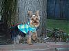 Bella's go.fetch hoodie-p2121381.jpg