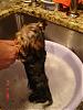 Friday's first bath ...-friday-bath-2-9-07-006.jpg