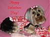 Sophie says Happy Valentines Day YT!!-sophie-valentine-480-x-360-.jpg