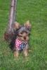 Happy 4th of JULY!!-starsky-pup-043.jpg