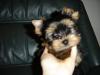 Bentley's Getting a Brother!-pups-047.jpg