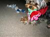 Thank You Aubrey, Nessa, Spanky, & Rocky!! HAPPY VALENTINES DAY!!-3.jpg