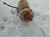 I WUV the snow!!!!!!-abbie-snow2.gif