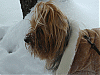 I WUV the snow!!!!!!-abbie-snow3.gif