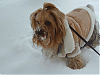 I WUV the snow!!!!!!-abbie-snow5.gif