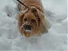I WUV the snow!!!!!!-abbie-snow1.gif