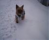 Mickey and Minnies Snow Pictures-100_5694m8.jpg