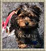 My new surprise pup- Takis-lilvip2063.jpg