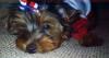 MyYorkieRox got her baby!!  Meet Parker!-parker-july-4th-003.jpg