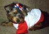 MyYorkieRox got her baby!!  Meet Parker!-parker-july-4th-004.jpg