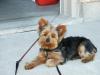 Our little buddy Toto!-pict1052small.jpg