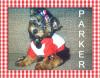 MyYorkieRox got her baby!!  Meet Parker!-showletter3.jpg
