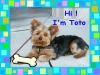 Our little buddy Toto!-toto.jpg