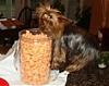 Tatum's Birthday...-tatum-pupcorn.jpg