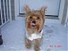 Let's see your tongue pictures!-dsc01338.jpg