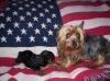 Patriotic Buttons-monk-pup-flag.jpg