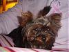 JUNIOR! The acrobat yorkie, and much more!!-topknot3.jpg