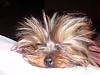 JUNIOR! The acrobat yorkie, and much more!!-leavemealone.jpg