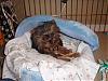 JUNIOR! The acrobat yorkie, and much more!!-justprecious.jpg