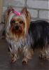 London just came back from the groomers-021607-002-2-.jpg