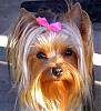 London just came back from the groomers-021607-001-2-.jpg