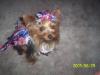 Snoodles 4th of July Dress-cid-69e3d5d2ed7d11d9b551e8f0e7a0be40-snj-us-pcwp-706.kodak.jpg