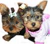 INTRODUCING........Molly Mae and Macey Mae !!!-macey-molly.jpg