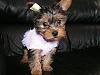 INTRODUCING........Molly Mae and Macey Mae !!!-molly-macey-018.jpg