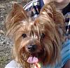 Our Yorkies-tkydaypics-004.jpg