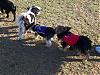 A day at the dog park-100_1380.jpg