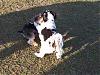 A day at the dog park-100_1419.jpg