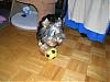 Can Bernie join the YT soccer team???-tetley-jan-2007-037-small.jpg