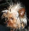 There are bad hair days...then there are REALLY bad hair days!! :)-badhairdayfeb193.jpg