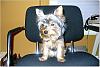 Izzy's Grooming Pics-izzys-2nd-grooming.jpg