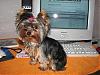 How much YorkieTalk today Mom???-c1.jpg