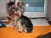 How much YorkieTalk today Mom???-c2.jpg