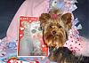 Little Maddie got a package from her bf - Stedman-yorkie1.jpg