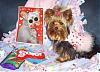 Little Maddie got a package from her bf - Stedman-yorkie2.jpg